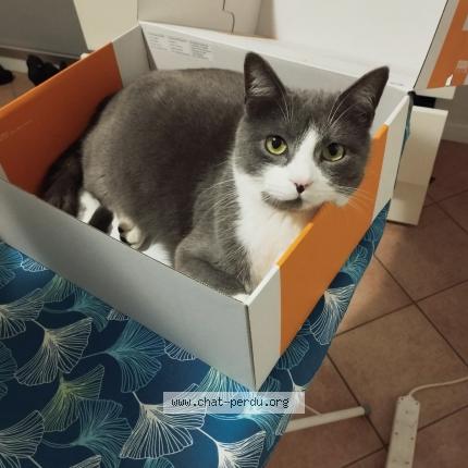 Photo 1/1 Chat retrouvé Perdu à Villennes sur seine