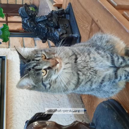Photo 1/1 Chat retrouvé Perdu à Morhange