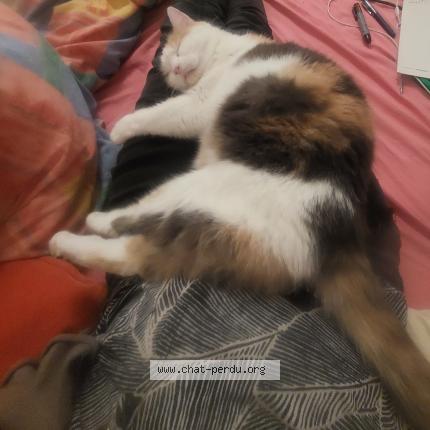 Photo de chat perdu à Cuges Les Pins