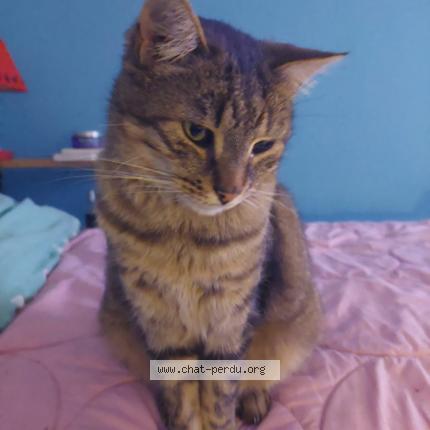 Photo de chat trouvé à Voreppe