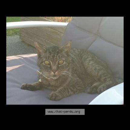 Photo 1/1 Idéfix Chat perdu à Plelan le grand