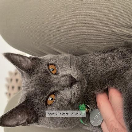 Photo de chat perdu à Nogent Sur Marne