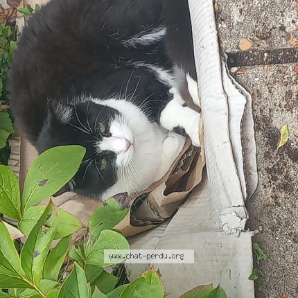 Photo de chat perdu à La Chapelle Vendomoise