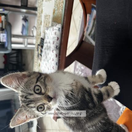Photo 1/1 Chat retrouvé Perdu à Villeurbanne