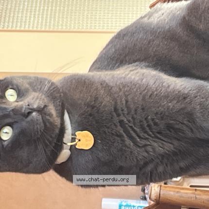 Photo de chat perdu à Marseille