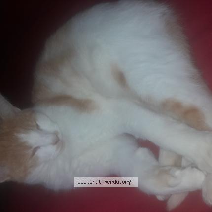 Photo de chat perdu à Plelan Le Grand