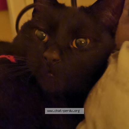 Photo de chat perdu à Marseille