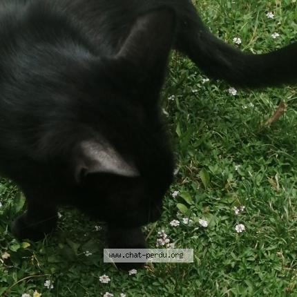 Photo 1/1 Chat retrouvé Perdu à Castres