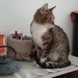 Photo de chat perdu à Moulins