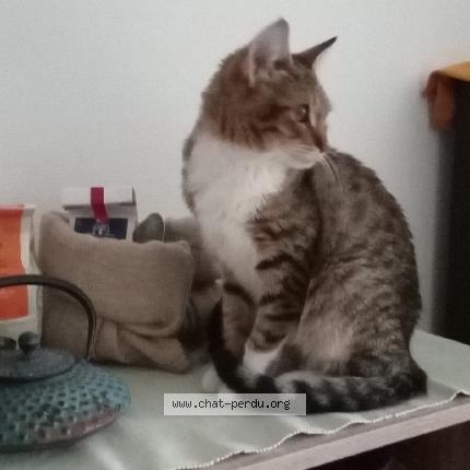 Photo 1/1 Moka Chat perdu à Moulins