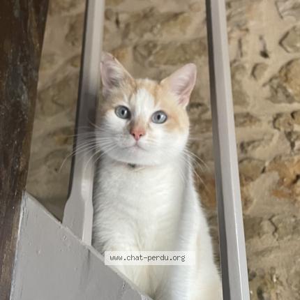 Photo 1/1 Chat retrouvé Perdu à Niort