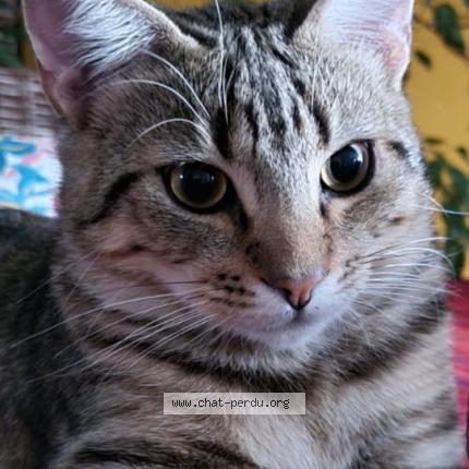Photo de chat perdu à Perpignan