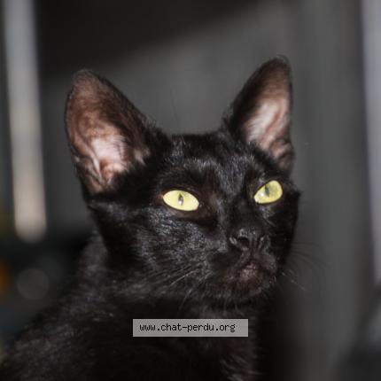 Photo de chat perdu à Diebolsheim