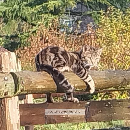 Photo 1/1 Chat retrouvé Perdu à Carentan Les Marais