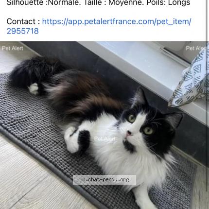 Photo 1/1 Chat retrouvé Perdu à Aillons Le Jeune