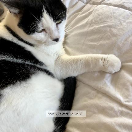 Photo de chat perdu à Pechabou
