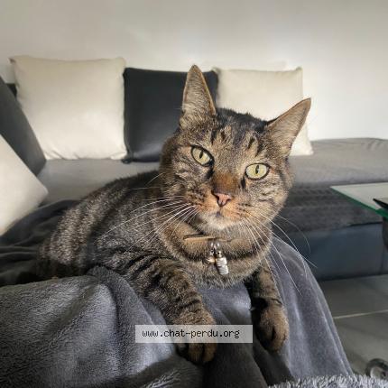 Photo de chat perdu à Jouy