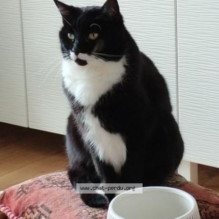 Photo de chat perdu à Flevile