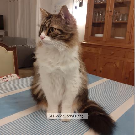 Photo 1/1 Chat retrouvé Perdu à Loix En Re