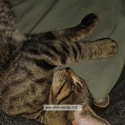 Photo 1/1 Chat retrouvé Perdu à Nantes