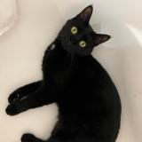 Photo de chat perdu à Les Clayes Sous Bois