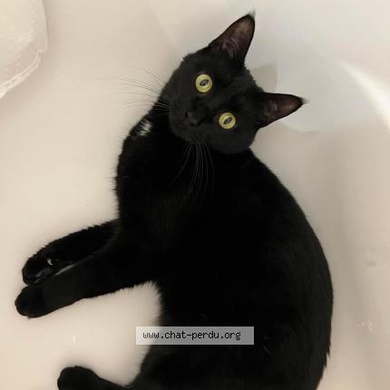 Photo 1/1 Chat retrouvé Perdu à Les clayes sous bois