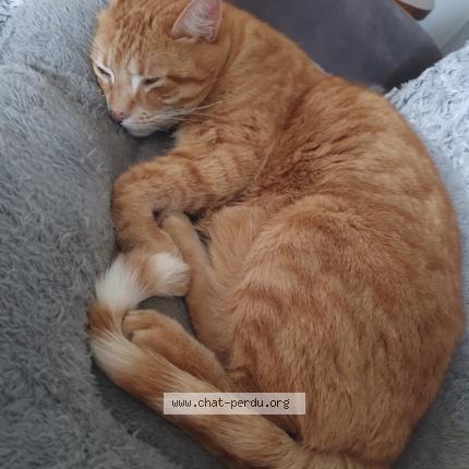 Photo 1/1 Chat retrouvé Perdu à Savigny Sur Orge