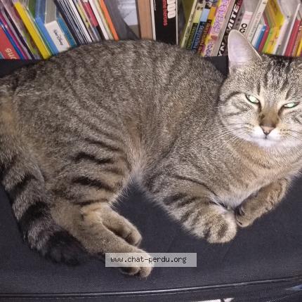 Photo de chat perdu à Montlhery