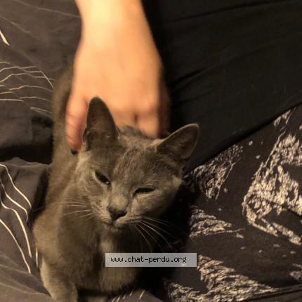 Photo de chat perdu à 94800 Villejuif