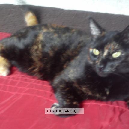 Photo 1/1 Chat retrouvé Perdu à Cornwall