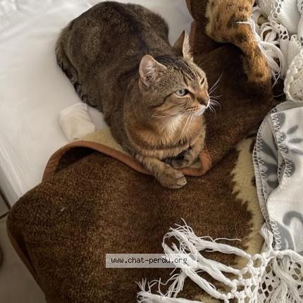 Photo de chat perdu à Villeurbanne