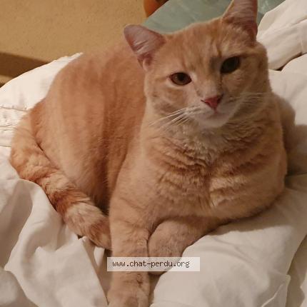 Photo de chat perdu à Sonnay