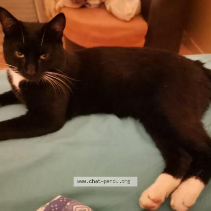 Photo de chat perdu à Lezay