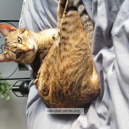 Photo de chat perdu à Toulouse