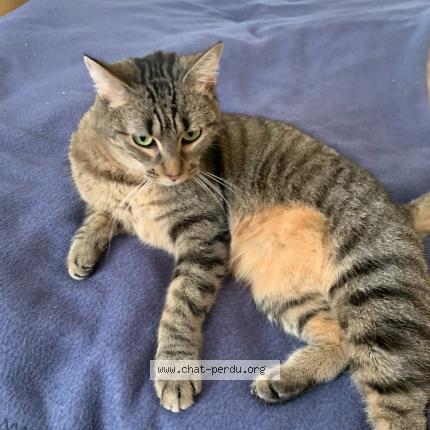 Photo de chat perdu à Avignon