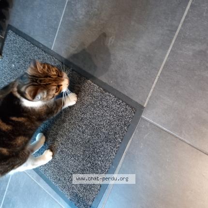 Photo 1/1 Chat retrouvé Trouvé à Tours