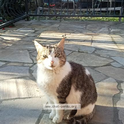 Photo de chat trouvé à Drancy