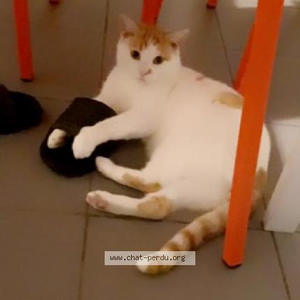 Photo 1/1 Chat retrouvé Perdu à Lille