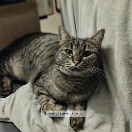 Photo de chat perdu à Vineuil