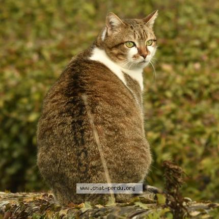 Photo de chat perdu à Giel Courteilles