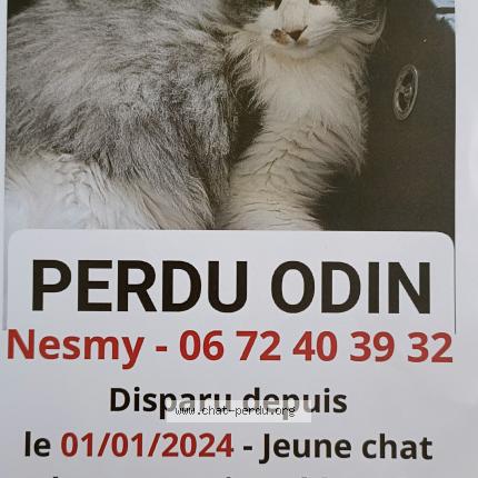 Photo de chat perdu à Nesmy