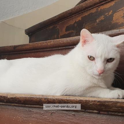 Photo 1/1 Chat retrouvé Perdu à Arras