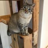 Photo de chat perdu à Feillens