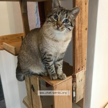 Photo 1/1 Chat retrouvé Perdu à Feillens