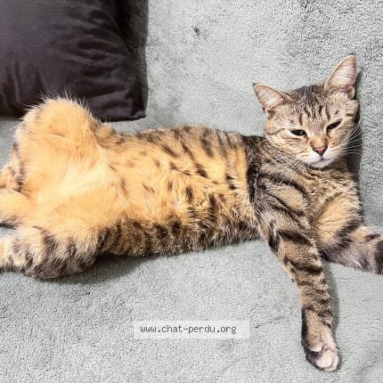 Photo de chat perdu à Palaiseau