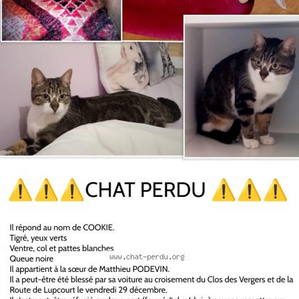 Photo 1/1 Chat retrouvé Perdu à Lupcourt