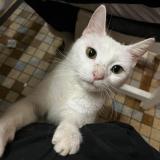 Photo de chat perdu à Veauville Les Quelles