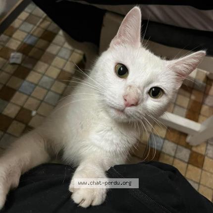 Photo 1/1 Chat retrouvé Perdu à Veauville les quelles