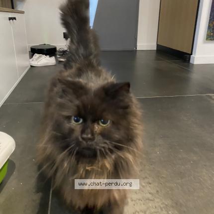Photo de chat perdu à La Teste De Buch