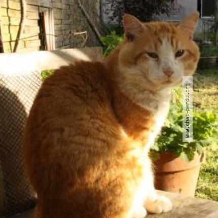 Photo de chat perdu à Bordeaux